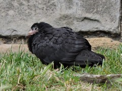 Columba livia domestica