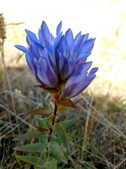 Gentiana spathacea