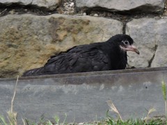 Columba livia domestica