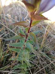 Gentiana spathacea