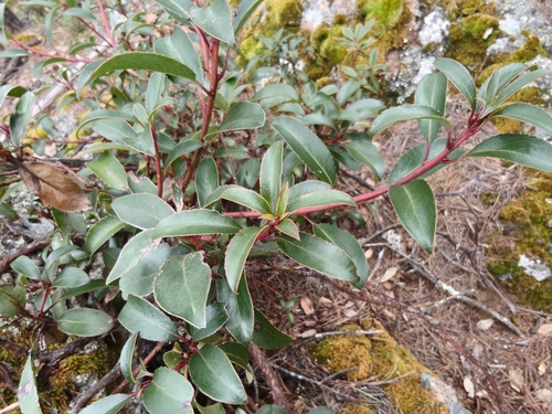 Arbutus occidentalis (Arbutus occidentalis)