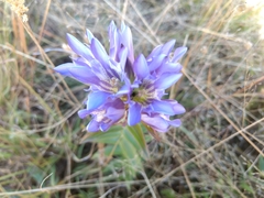 Gentiana spathacea