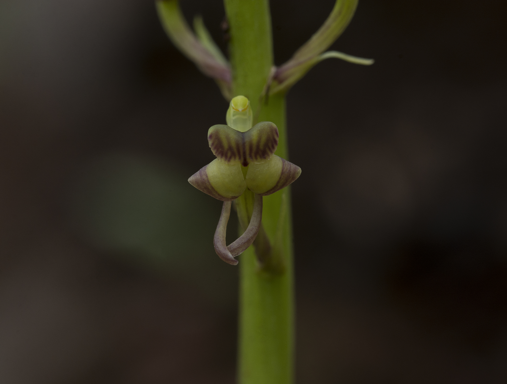 Liparis odorata