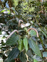 Piper capense capense