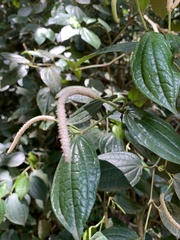 Piper capense capense