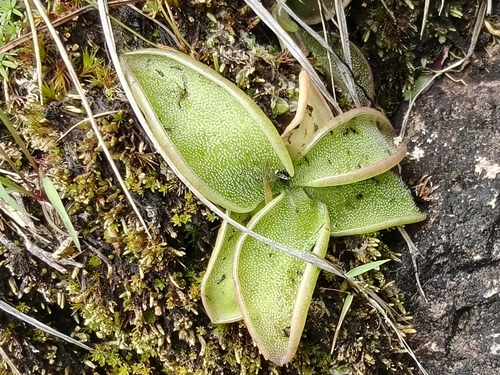 Pinguicula oblongiloba