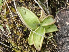 Pinguicula oblongiloba