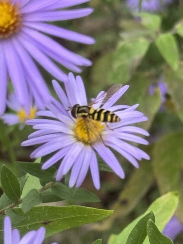 Unknown species found near Erie Rd, Columbus, OH, US
