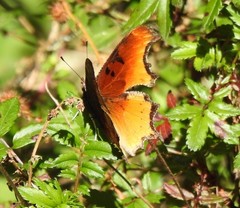 Polygonia haroldii