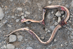 Hydromorphus concolor