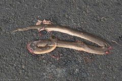 Hydromorphus concolor