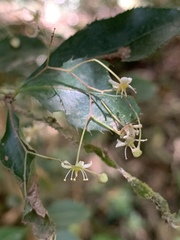 Gymnosporia harveyana