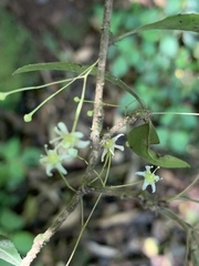 Gymnosporia harveyana