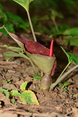 Typhonium trilobatum