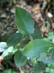 Gymnosporia harveyana