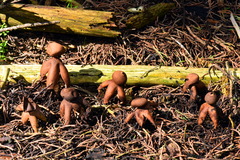 Geastrum fornicatum