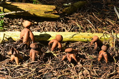 Geastrum fornicatum