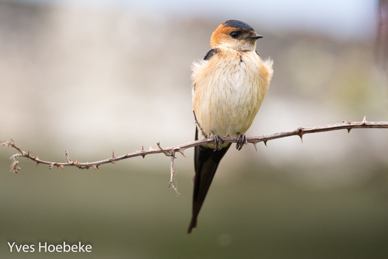 Red-rumped Swallows