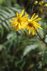 Munnozia senecionidis