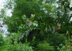 Duabanga grandiflora