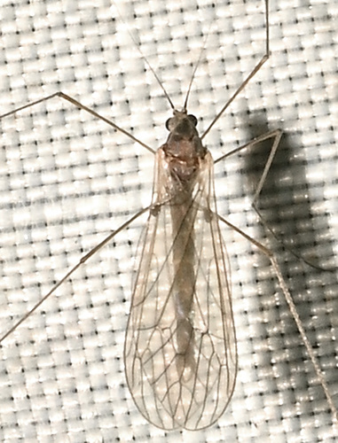 Unknown species found near Sessions Woods Wildlife Management, 341 Milford St, Burlington, CT 06013, USA