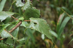 Munnozia senecionidis