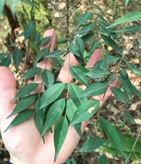 Eugenia biflora