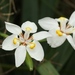 Forest Iris - Photo (c) Sharon Louw, some rights reserved (CC BY-NC), uploaded by Sharon Louw