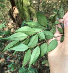 Eugenia biflora