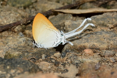 Cheritra freja evansi