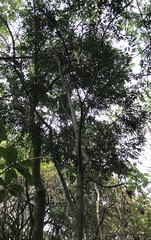 Eugenia biflora