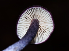 Entoloma dichroum