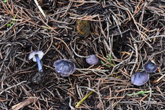 Entoloma dichroum