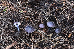 Entoloma dichroum