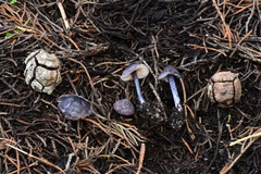 Entoloma dichroum