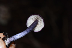Entoloma dichroum