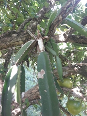 Selenicereus costaricensis