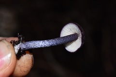 Entoloma dichroum