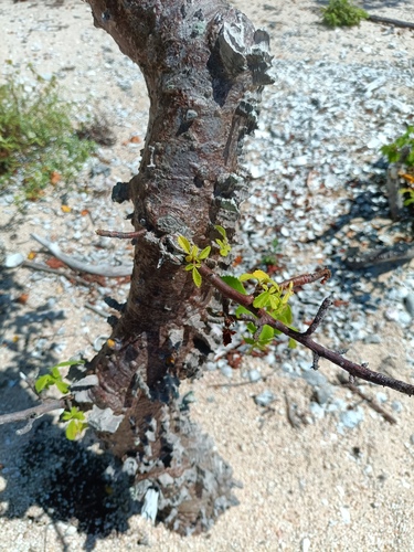 Amphipterygium adstringens, photograph 3