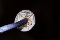 Entoloma dichroum