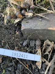 Oniscidea