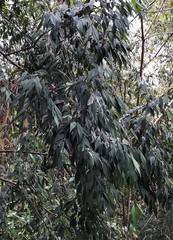 Eugenia biflora
