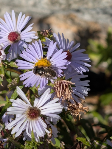 Unknown species found near Winter Harbor, ME 04693, USA