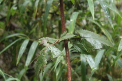 Munnozia senecionidis