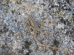 Sceloporus bicanthalis