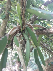 Selenicereus costaricensis