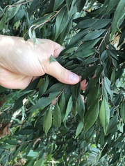 Eugenia biflora