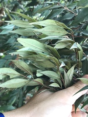 Eugenia biflora