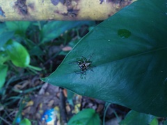 Salticidae