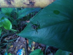Salticidae